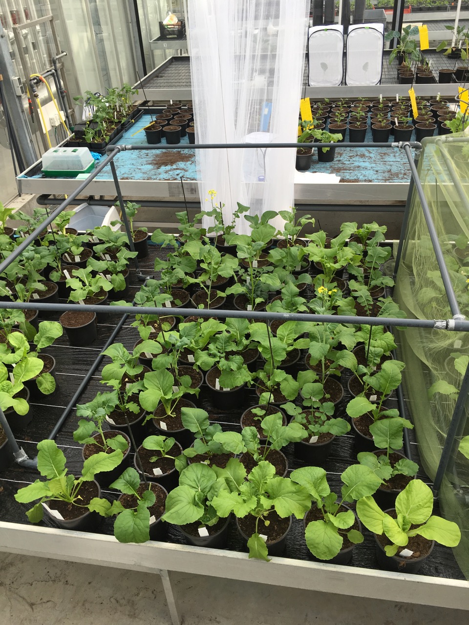 Screening of more than 30 Brassicaceae species